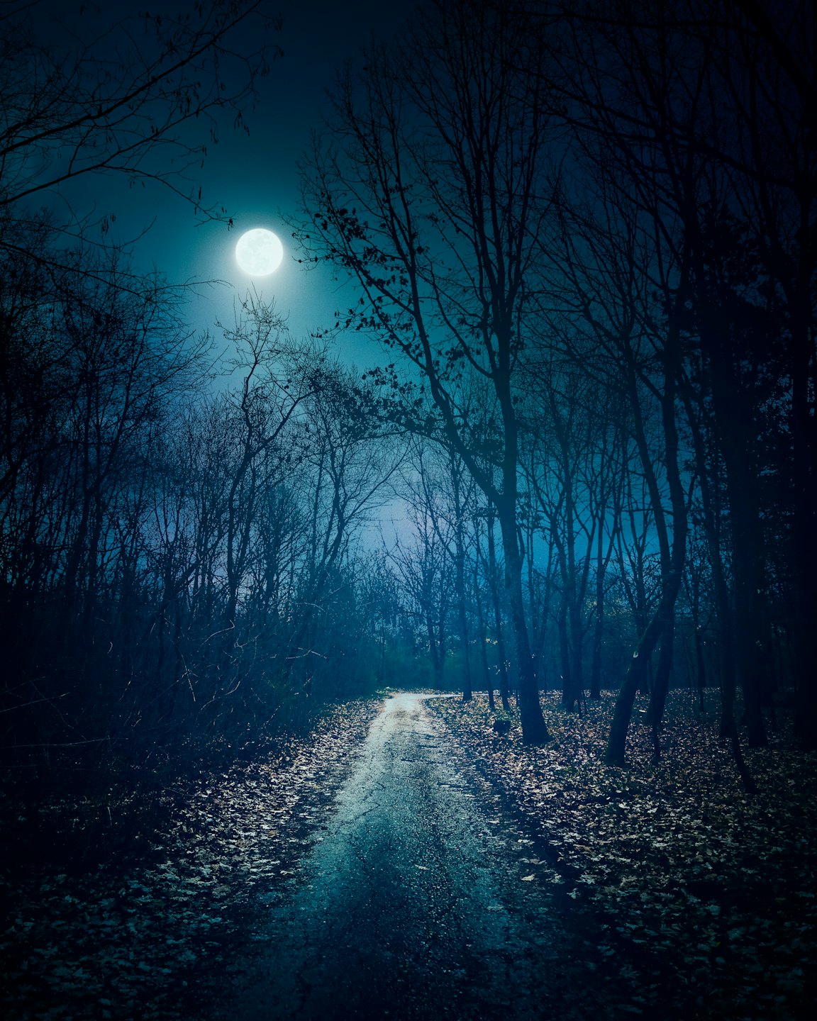 Ein Vollmond beleuchtet einen gewundenen Feldweg durch den Wald.